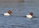 Canvasback males, Oklahoma Co, OK, 12-31-19,  Jpa_44484.jpg