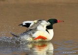 Common Merganser male, Oklahoma Co, OK, 12-31-19,  Jpa_44639.jpg