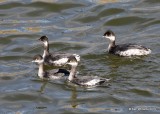 Eared Grebes nonbreeding plumage, Canadian Co, OK, 12-31-19,  Jpa_44931.jpg