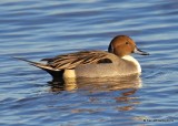 Northern Pintail male, Oklahoma Co, OK, 12-31-19,  Jpa_44412.jpg