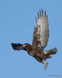 Red-tailed Hawk Harlans juvenile,  Osage Co, OK, 12-31-19, Jpa_44092.jpg