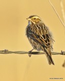 Savannah Sparrow, Osage Co, OK, 12-31-19, Jpa_44136.jpg