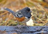 Spotted Towhee, Rogers Co yard, OK, 11-22-19, Jpa_43352.jpg