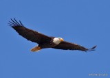 Bald Eagle adult, below Grand Lake, OK, 1-27-20, Jpa_45501.jpg