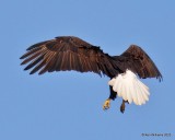 Bald Eagle adult, below Grand Lake, OK, 1-27-20, Jpa_45673.jpg