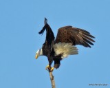 Bald Eagle adult, below Grand Lake, OK, 1-27-20, Jpa_45676.jpg