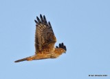 Northern Harrier female, Osage Co, OK, 2-21-20, Jpa_45897.jpg