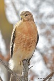 Red Shoulder Hawk, Rogers Co yard, OK, 2-26-20. Jpa_46162.jpg