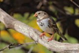 Harriss Sparrow, Rogers Co yard, OK, 3-26-20, Jps_49032.jpg