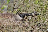 Canada Goose on nest, Nowata Land, OK, 4-16-20, Jpsn_51351.jpg