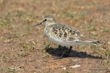 Bairds Sandpiper, Tulsa Co, OK, 5-23-20, Jps_52563.jpg