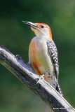 Red-bellied Woodpecker male, Rogers Co yard, OK, 5-6-20, Jps_54177.jpg