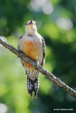 Red-bellied Woodpecker, Rogers Co yard, OK, 5-6-20, Jps_54146.jpg