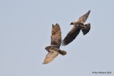 Swainsons Hawk attacking a Great Horned Owl, Garfield Co, OK, 5-9-20, Jps_56066.jpg
