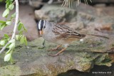 White-crowned Sparrow, Rogers Co yard, OK, 5-7-20, Jps_54277.jpg