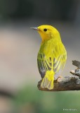 Yellow Warbler male, Rogers Co yard, OK, 5-7-18, Jps_23105.jpg