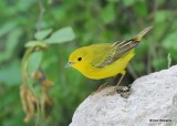 Yellow Warbler female, S. Padre Island, TX, 4-23-19, Jps_99707.jpg