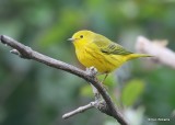 Yellow Warbler male, Rogers Co yard, OK, 9-12-17, Jps_13939.jpg