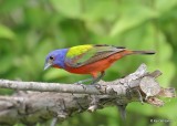 Painted Bunting male, Rogers Co yard, OK, 6-30-20, Jps_58053.jpg