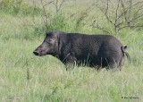 Wild Hog boar, Wagoner Co, OK, 7-26-20, Jps_58919.jpg
