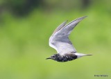 Black Tern, Tulsa Co, OK, 7-30-20, Jps_59347.jpg