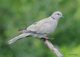 Eurasian Collared-Dove, Rogers Co. yard, OK, 8-7-20, Jps_59426.jpg
