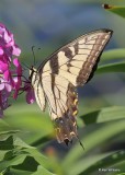 Eastern Tiger Swallowtail, Rogers Co yard, OK, 8-16-20, Jps_60266.jpg