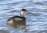 Eared Grebe nonbreeding plumage, Hefner Lake, OK, 11-11-20, Jps_64216.jpg