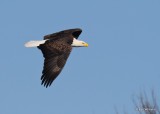 Bald Eagle adult, below Pensacola Dam, OK, 12-4-20, Jps_65483.jpg
