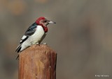 Red-headed Woodpecker transitional to 2nd year, below Pensacola Dam, OK, 12-4-20, Jps_65811.jpg
