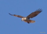 Red-tailed Hawk, Kriders, Sooner Lake, Ok, 12-7-20, Jpa_66317.jpg