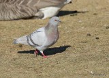 Rock Pigeon, Hefner Lake, OK, 11-30-20, Jpa_65258.jpg