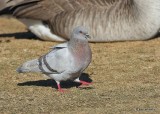 Rock Pigeon, Hefner Lake, OK, 11-30-20, Jps_65260.jpg