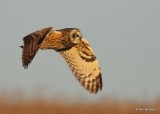 Short-eared Owl, Osage Co, OK, 12-8-20, Jps_66562.jpg