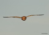 Short-eared Owl, Osage Co, OK, 12-8-20, Jps_66577.jpg