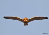 Short-eared Owl, Osage Co, OK, 12-8-20, Jps_66613.jpg