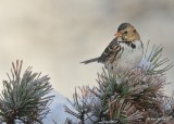 Harriss Sparrow 1st winter, Rogers Co, OK, 12-14-20, Jpa_66848.jpg