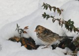 Harriss Sparrow 1st winter, Rogers Co, OK, 12-14-20, Jpa_66956.jpg
