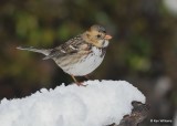 Harriss Sparrow 1st winter, Rogers Co, OK, 12-14-20, Jpa_67224.jpg