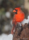 Northern Cardinal male, Rogers Co, OK, 12-14-20, Jpa_67300.jpg