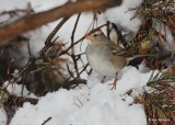 White-crowned Sparrow 1st winter, Rogers Co, OK, 12-14-20, Jpa_67058.jpg