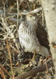 Coopers Hawk juvenile with European Starling, Rogers Co. yard, OK, 1-9-21, Jpa_68132.jpg