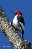 Red-headed Woodpecker, below Grand Lake dam, OK, 2-23-2021-Ra-000477.jpg
