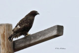 Red-tailed Hawk, Harlans dark phase, Osage Co, OK, 2-26-2021-Ra-000504.jpg