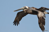 Brown Pelican, South Padre Island, TX, 4-20-21_14044pa.jpg