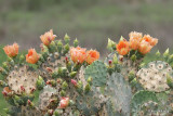 Texas Prickly Pear, Opuntia engelmanni, Old Port Isabella Road, TX, 4-18-21_10580a.jpg