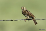 Savannah Sparrow, South Fork, CO, 7-9-21_23023a.jpg