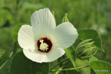 Rose Mallow, Nowata Co, OK, 8-2-21_002125a.jpg