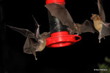 Lesser Long-nosed Bat, Madera Canyon, AZ_28422a.jpg