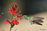 Cardinal Flower, Broad-billed Hummingbird, Portal, AZ, 8-21-21_27942a.jpg